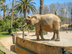 Barcelona Zoo An Elephant inside Barcelona Zoo