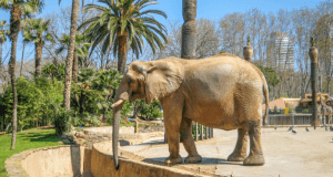 Barcelona Zoo An Elephant inside Barcelona Zoo