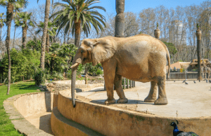Barcelona Zoo An Elephant inside Barcelona Zoo